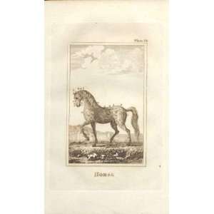 Horse 1812 Buffon Natural History Plate 18 