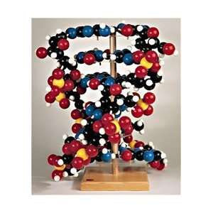  Giant DNA Molecule Model, 3 feet tall Industrial 