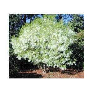  White Fringe Tree, Chionanthus virginicus, 2 Seeds Patio 