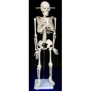 Model Anatomy Professional Medical Skeleton 34 85cm Medium Angelus IT 