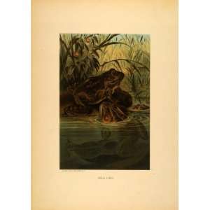  1885 Tipped In Chromolithograph American Bullfrog Aquatic 