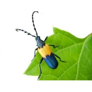  Black and Yellow Beetle   Peel and Stick Wall Decal by 