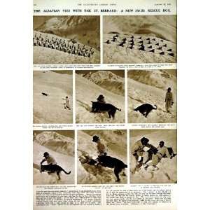 1952 FUNERAL LATTRE TASSIGNY FRANCE ALSATIAN RESCUE DOG:  