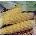 lb IoChief sweet corn seeds new seed for 2012 Heirloom Seeds