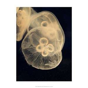  Graphic Jellyfish II   Poster by Vision studio (13x19 