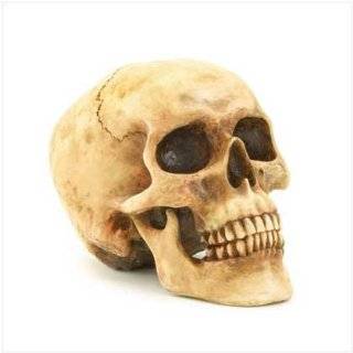 Life Size Human Skull Exact Replica Reproduction  