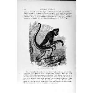 NATURAL HISTORY 1893 94 VARIEGATED SPIDE MONKEY ANIMAL 