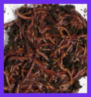 100 Live Worms (1/8 lb) Red Wigglers Health Guaranteed  
