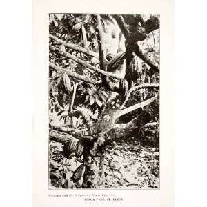  1926 Print Cocoa Pods St. Lucia Jungle Caribbean Island 