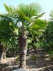 50 palm tree seeds trachycarpus fortunei very hardy location united