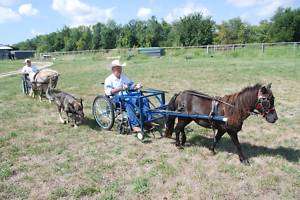 Horse Drawn wheelchair Sports Chair wheel chair  
