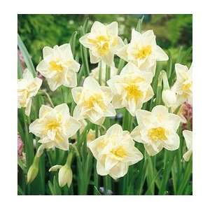  Daffodil   Double   White Lion Patio, Lawn & Garden