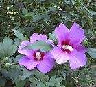 Althea   Rose Of Sharon   3 Plants
