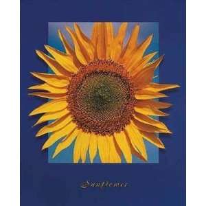  Blue Sky Sunflower    Print