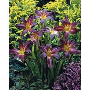  DAYLILY PURPLE WATER / 1 gallon Potted: Patio, Lawn 
