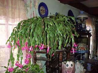 Christmas Cactus Cuttings OLD FASHIONED VARIETY  