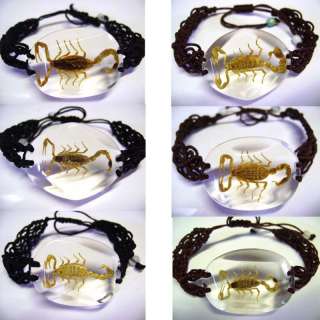 Pcs Real Insects Bugs Specimen Bracelet (#028)  