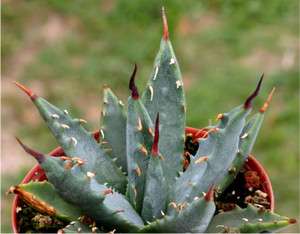   Uthahensis var Nevadensis succulent cactus seeds~Nevada Century plant