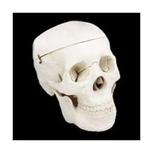  Budget Life Size 3 Piece Skull (4th Quality)   Halloween 