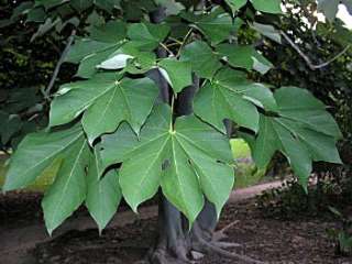 Firmiana simplex CHINESE PARASOL TREE ~SEEDS~  