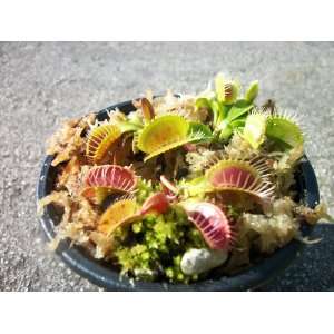  Flytraps (Fly Trap) Carnivorous Plant 3 Inch Pot Patio, Lawn & Garden