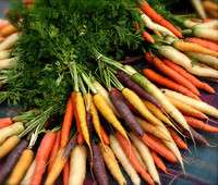Carrot, Rainbow blend non GMO Heirloom vegetable 200 seeds  