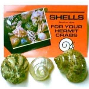  Hermit Crab Shell   Medium 3pk (6pc) (Catalog Category 