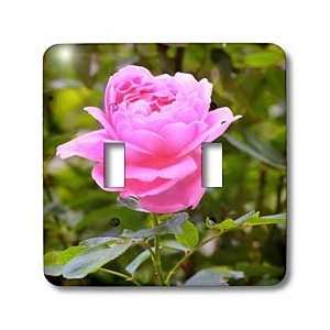 Bob Kane Photography Flowers   Pink Rose in Garden   Light Switch 