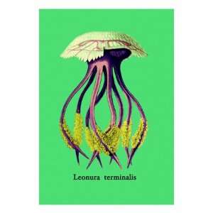   Jellyfish Leonura Terminalis by Ernst Haeckel, 24x32
