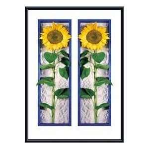   Sunflower   Artist Mike Ward  Poster Size 27 X 19