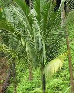 Miraguama Palm RARE FAST Growing Kentiopsis oliviformis  