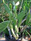   TALL INDIAN FIG PRICKLY PEAR CACTUS PLANT ( Opuntia Ficus Indica