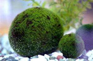 Nano Moss Ball x5 For Freshwater Aquarium Skimmer Tank  