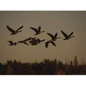  Canada Geese Fly in a Group Through a Goose Sanctuary 
