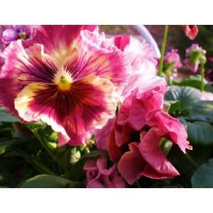  Strawberry Shortcake Pansy Seed Pack Patio, Lawn & Garden