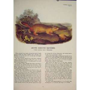  Arctic Ground Squirrel Squirrels Color Antique Print