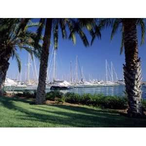 Palm Trees and Harbour, Puerto Portals, Mallorca (Majorca), Balearic 