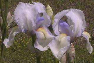 Bearded Iris~Fairy~Historical   1905~Rare~Hardy Evergreen Perennial 