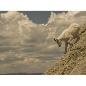 Mountain Goat Climbing Down Rock Formations in Custer 