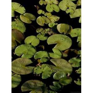  Close View of Water Lilies Floating on a Pond, Groton 